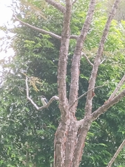 Todiramphus macleayii