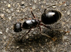 Camponotus intrepidus