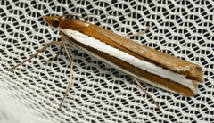 Corynophora lativittalis