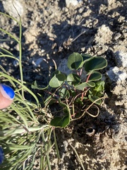 Eriogonum gypsophilum