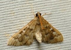 Nacoleia rhoeoalis