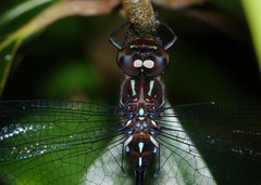 Austroaeschna eungella