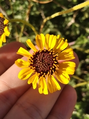 Encelia asperifolia