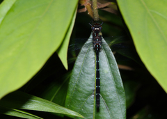 Austroaeschna eungella