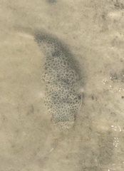 Tetractenos hamiltoni