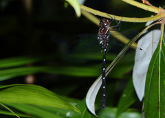 Austroaeschna eungella