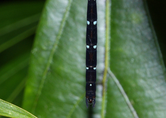 Austroaeschna eungella