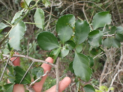 Gymnosporia nemorosa