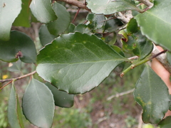 Gymnosporia nemorosa