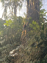 Trichonephila plumipes