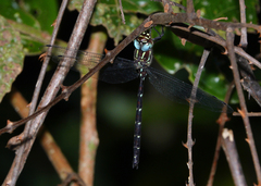 Austroaeschna eungella