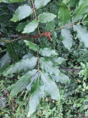 Harpephyllum