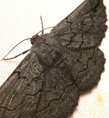 Melanodes anthracitaria