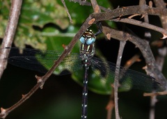 Austroaeschna eungella