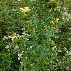 Hypericum ascyron pyramidatum