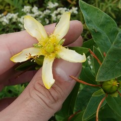 Hypericum ascyron pyramidatum
