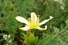 Hypericum ascyron pyramidatum