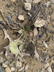 Echinodorus cordifolius