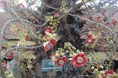 Couroupita guianensis