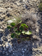 Eriogonum gypsophilum