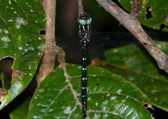 Austroaeschna eungella