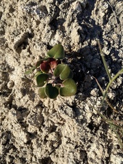 Eriogonum gypsophilum