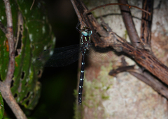 Austroaeschna eungella