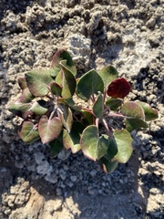 Eriogonum gypsophilum