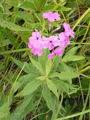 Phlox glaberrima interior