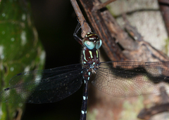 Austroaeschna eungella