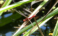 Rhodothemis lieftincki