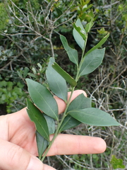Robsonodendron eucleiforme