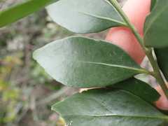 Robsonodendron eucleiforme