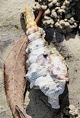 Pyrazus ebeninus