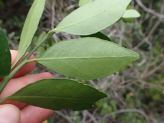Robsonodendron eucleiforme