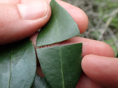 Robsonodendron eucleiforme