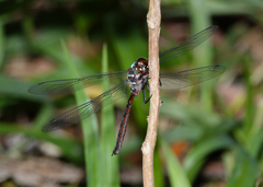 Austroaeschna eungella