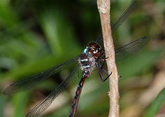 Austroaeschna eungella