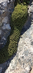 Hypodontium