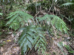 Cyathea rebeccae