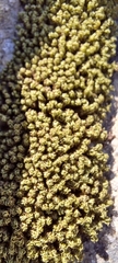 Hypodontium