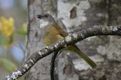 Pachycephala olivacea