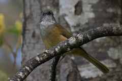 Pachycephala olivacea