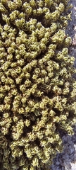 Hypodontium