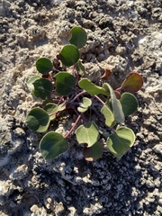Eriogonum gypsophilum