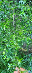 Coprosma ×cunninghamii