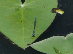 Austroagrion