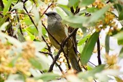 Pachycephala olivacea