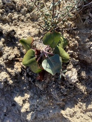 Eriogonum gypsophilum