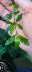 Coprosma ×cunninghamii